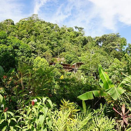 Lookout Inn Beach Rain-Forest Eco Lodge Carate ภายนอก รูปภาพ