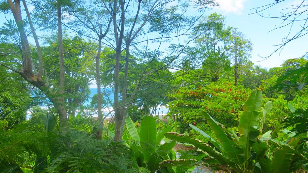 Lookout Inn Beach Rain-Forest Eco Lodge Carate ภายนอก รูปภาพ