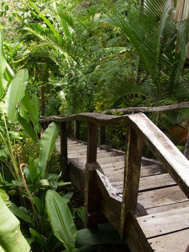 Lookout Inn Beach Rain-Forest Eco Lodge Carate ภายนอก รูปภาพ